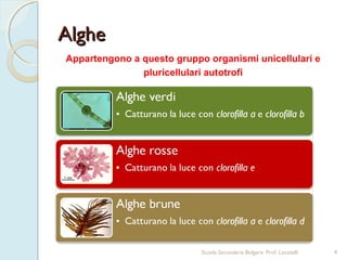 Alghe
Appartengono a questo gruppo organismi unicellulari e
               pluricellulari autotrofi




                            Scuola Secondaria Bolgare. Prof. Locatelli   4
 