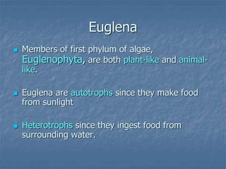  Members of first phylum of algae,
Euglenophyta, are both plant-like and animal-
like.
 Euglena are autotrophs since they make food
from sunlight
 Heterotrophs since they ingest food from
surrounding water.
Euglena
 