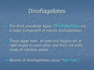  The third unicellular algae, Dinoflagellata, are
a major component of marine phytoplankton.
 These algae have at least two flagella set at
right angles to each other and thick cell walls
made of cellulose plates.
 Blooms of dinoflagellates cause “Red Tide.”
Dinoflagellates
 