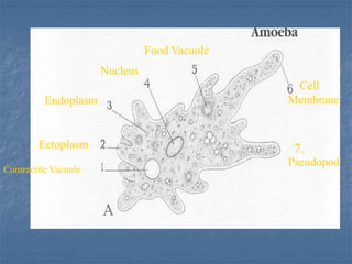 7.
Contractile Vacuole
Ectoplasm
Endoplasm
Nucleus
Food Vacuole
Cell
Membrane
Pseudopod
 