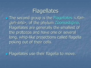  The second group is the Flagellates <flah-
geh-lets>, of the phylum Zoomastigina.
Flagellates are generally the smallest of
the protozoa and have one or several
long, whip-like projections called flagella
poking out of their cells.
 Flagellates use their flagella to move.
Flagellates
 