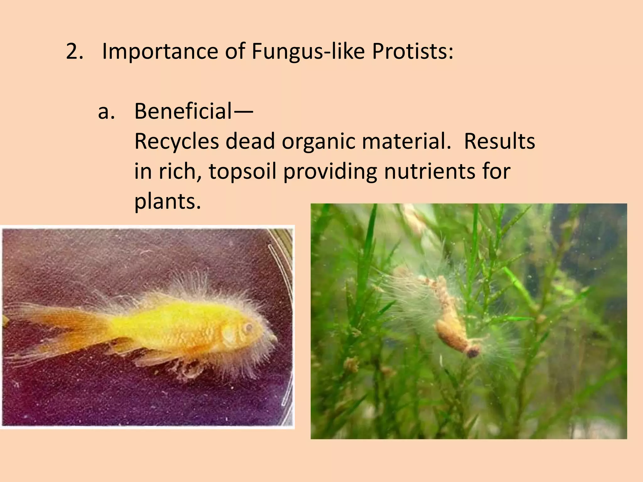 Protist Power: A Microscopic Energy Revolution - gouw2yl