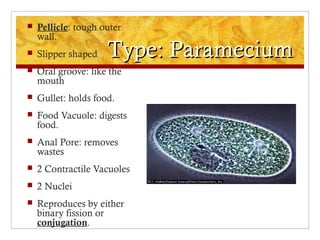 Type: ParameciumType: Paramecium
 Pellicle: tough outer
wall.
 Slipper shaped
 Oral groove: like the
mouth
 Gullet: holds food.
 Food Vacuole: digests
food.
 Anal Pore: removes
wastes
 2 Contractile Vacuoles
 2 Nuclei
 Reproduces by either
binary fission or
conjugation.
 