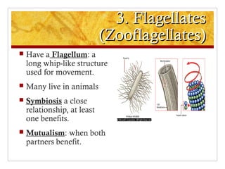 3. Flagellates3. Flagellates
(Zooflagellates)(Zooflagellates)
 Have a Flagellum: a
long whip-like structure
used for movement.
 Many live in animals
 Symbiosis a close
relationship, at least
one benefits.
 Mutualism: when both
partners benefit.
 