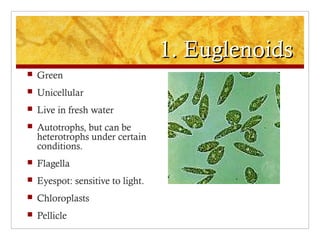 1. Euglenoids1. Euglenoids
 Green
 Unicellular
 Live in fresh water
 Autotrophs, but can be
heterotrophs under certain
conditions.
 Flagella
 Eyespot: sensitive to light.
 Chloroplasts
 Pellicle
 