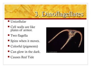 3. Dinoflagellates3. Dinoflagellates
 Unicellular
 Cell walls are like
plates of armor.
 Two flagella
 Spins when it moves.
 Colorful (pigments)
 Can glow in the dark.
 Causes Red Tide
 