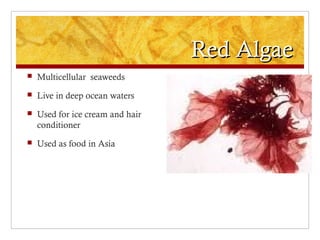 Red AlgaeRed Algae
 Multicellular seaweeds
 Live in deep ocean waters
 Used for ice cream and hair
conditioner
 Used as food in Asia
 