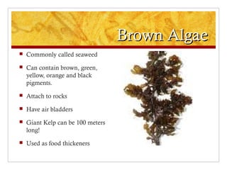 Brown AlgaeBrown Algae
 Commonly called seaweed
 Can contain brown, green,
yellow, orange and black
pigments.
 Attach to rocks
 Have air bladders
 Giant Kelp can be 100 meters
long!
 Used as food thickeners
 