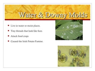 Water & Downy MoldsWater & Downy Molds
 Live in water or moist places.
 Tiny threads that look like fuzz.
 Attack food crops
 Caused the Irish Potato Famine.
 
