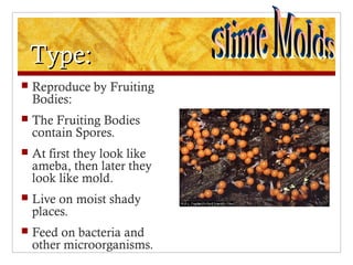 Type:Type:
 Reproduce by Fruiting
Bodies:
 The Fruiting Bodies
contain Spores.
 At first they look like
ameba, then later they
look like mold.
 Live on moist shady
places.
 Feed on bacteria and
other microorganisms.
 
