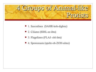 4 Groups of Animal-like4 Groups of Animal-like
ProtistsProtists
 1. Sarcodines (SAHR-koh-dighnz)
 2. Ciliates (SIHL-ee-ihts)
 3. Flagellates (FLAJ- ehl-ihts)
 4. Sporozoans (spohr-oh-ZOH-uhnz)
 
