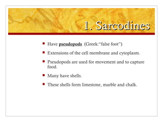 1. Sarcodines1. Sarcodines
 Have pseudopods (Greek:“false foot”)
 Extensions of the cell membrane and cytoplasm.
 Pseudopods are used for movement and to capture
food.
 Many have shells.
 These shells form limestone, marble and chalk.
 
