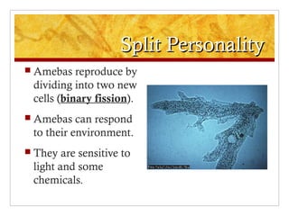 Split PersonalitySplit Personality
 Amebas reproduce by
dividing into two new
cells (binary fission).
 Amebas can respond
to their environment.
 They are sensitive to
light and some
chemicals.
 
