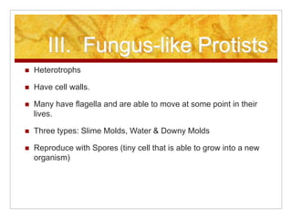 III. Fungus-like Protists
 Heterotrophs
 Have cell walls.
 Many have flagella and are able to move at some point in the...