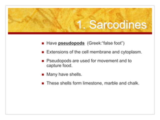 1. Sarcodines
 Have pseudopods (Greek:“false foot”)
 Extensions of the cell membrane and cytoplasm.
 Pseudopods are use...