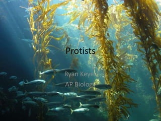 Protists Ryan Keyes AP Biology 