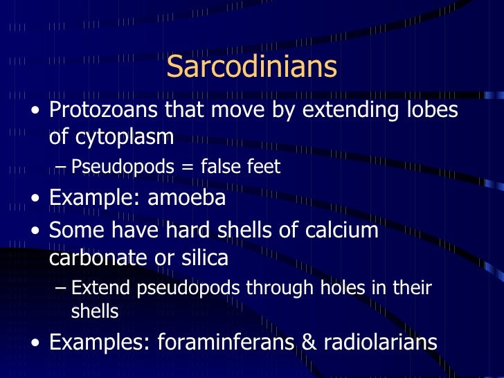 Protists