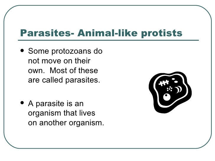 Do Protozoans Make Their Own Food Do Protozoans Make Their Own Food