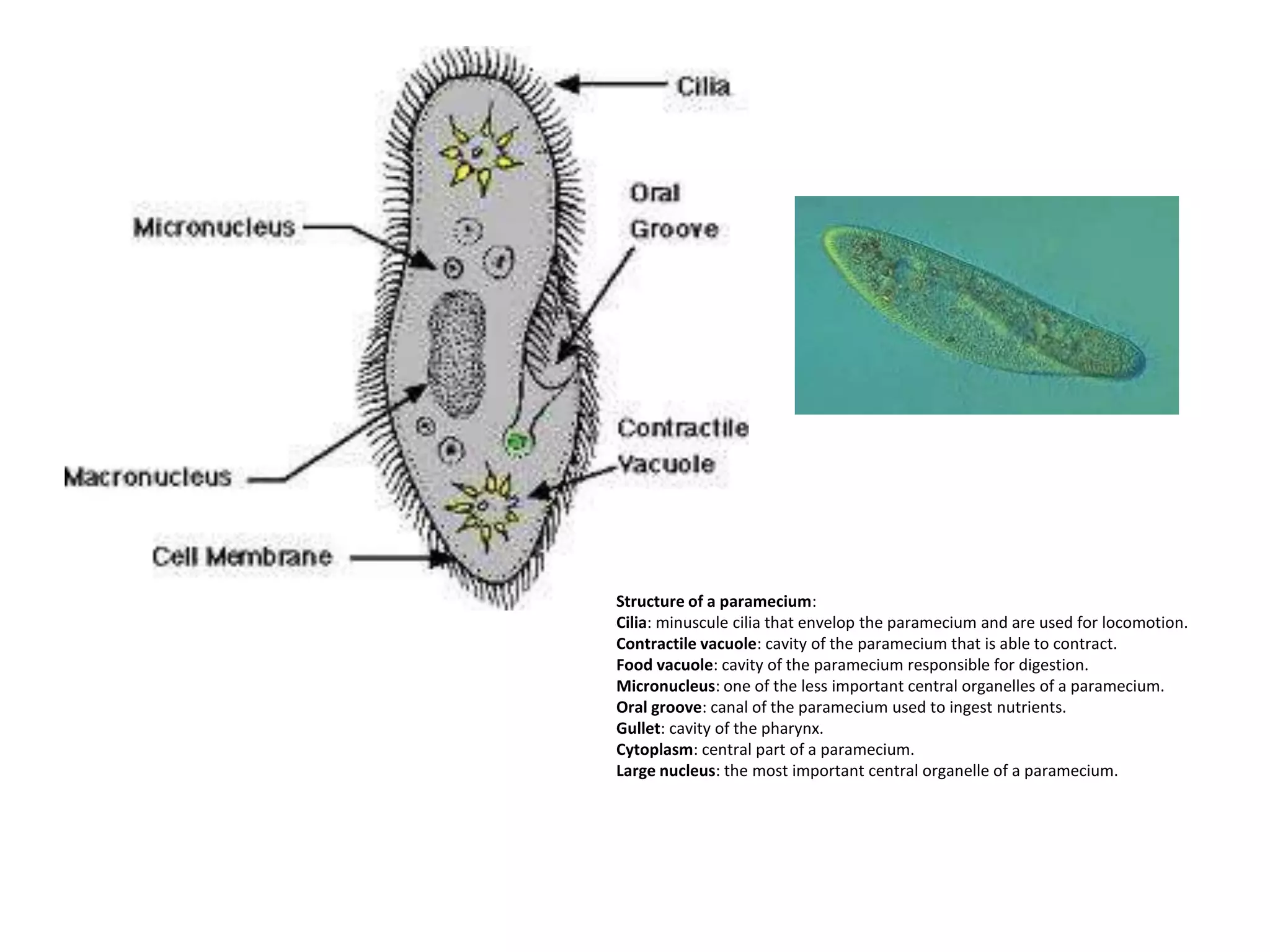 Autotroph Or Heterotroph?  The Surprising Energy Sources Of Protists - 38o6wy4