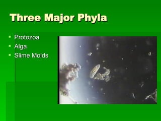 Three Major Phyla  Protozoa Alga Slime Molds  