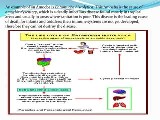 An example of an Amoeba is Entamueba histolytica. This Amoeba is the cause of
amoebic dysentery, which is a deadly infectious disease found mostly in tropical
areas and usually in areas where sanitation is poor. This disease is the leading cause
of death for infants and toddlers; their immune systems are not yet developed,
therefore they cannot destroy the disease.
 