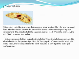 2. Protists with Cilia




Cilia are tiny hair-like structures that surround some protists. The cilia beat back and
forth. This movement enables the animal-like protist to move through its aquatic
environment. The cilia also help the organism capture food. When the cilia beat, the
prey (food) is moved into its body.

  Cilia are composed of ten pairs of microtubules. The microtubules are arranged in
what is known as the 9+2 configuration. Of the ten pairs of microtubules nine pairs
form a circle. Inside the circle lies the tenth pair; this is how it got the name 9+2
configuration.
 
