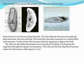 One example of an animal-like protist with cilia is the Paramecium.




Paramecium is one known ciliated protist. The cilia help the Paramecium push the
food and water into the cell body. The food then becomes enclosed in a vesicle filled
with enzymes. In this vesicle the enzymes help the organism to digest the food.
  The cilia can also helps the protist move towards the food/prey by beating the
organism through the aquatic environment. The cilia can become leg-like structures
under the Paramecium allowing it to "run.“
 