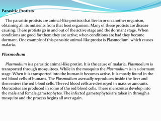 Parasitic Protists

  The parasitic protists are animal-like protists that live in or on another organism,
obtaining all its nutrients from that host organism. Many of these protists are disease
causing. These protists go in and out of the active stage and the dormant stage. When
conditions are good for them they are active; when conditions are bad they become
dormant. One example of this parasitic animal-like protist is Plasmodium, which causes
malaria.

Plasmodium

  Plasmodium is a parasitic animal-like protist. It is the cause of malaria. Plasmodium is
transported through mosquitoes. While in the mosquito the Plasmodium is in a dormant
stage. When it is transported into the human it becomes active. It is mostly found in the
red blood cells of humans. The Plasmodium asexually reproduces inside the liver and
then enters the red blood cells. The red blood cells are destroyed in massive amounts.
Merozoites are produced in some of the red blood cells. These merozoites develop into
the male and female gametophytes. The infected gametophytes are taken in through a
mosquito and the process begins all over again.
 