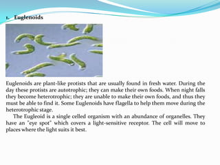 1. Euglenoids




Euglenoids are plant-like protists that are usually found in fresh water. During the
day these protists are autotrophic; they can make their own foods. When night falls
they become heterotrophic; they are unable to make their own foods, and thus they
must be able to find it. Some Euglenoids have flagella to help them move during the
heterotrophic stage.
   The Eugleoid is a single celled organism with an abundance of organelles. They
have an "eye spot" which covers a light-sensitive receptor. The cell will move to
places where the light suits it best.
 