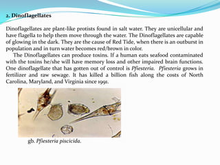 2. Dinoflagellates

Dinoflagellates are plant-like protists found in salt water. They are unicellular and
have flagella to help them move through the water. The Dinoflagellates are capable
of glowing in the dark. They are the cause of Red Tide, when there is an outburst in
population and in turn water becomes red/brown in color.
   The Dinoflagellates can produce toxins. If a human eats seafood contaminated
with the toxins he/she will have memory loss and other impaired brain functions.
One dinoflagellate that has gotten out of control is Pfiesteria. Pfiesteria grows in
fertilizer and raw sewage. It has killed a billion fish along the costs of North
Carolina, Maryland, and Virginia since 1991.




         gb. Pfiesteria piscicida.
 