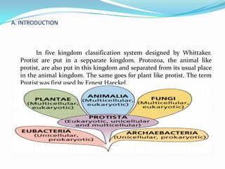 A. INTRODUCTION



        In five kingdom classification system designed by Whittaker.
  Protist are put in a sepparate kingdom. Protozoa, the animal like
  protist, are also put in this kingdom and separated from its usual place
  in the animal kingdom. The same goes for plant like protist. The term
  Protist was first used by Ernest Haeckel.
 