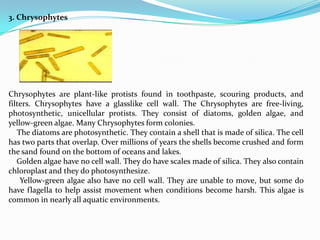 3. Chrysophytes




Chrysophytes are plant-like protists found in toothpaste, scouring products, and
filters. Chrysophytes have a glasslike cell wall. The Chrysophytes are free-living,
photosynthetic, unicellular protists. They consist of diatoms, golden algae, and
yellow-green algae. Many Chrysophytes form colonies.
   The diatoms are photosynthetic. They contain a shell that is made of silica. The cell
has two parts that overlap. Over millions of years the shells become crushed and form
the sand found on the bottom of oceans and lakes.
   Golden algae have no cell wall. They do have scales made of silica. They also contain
chloroplast and they do photosynthesize.
    Yellow-green algae also have no cell wall. They are unable to move, but some do
have flagella to help assist movement when conditions become harsh. This algae is
common in nearly all aquatic environments.
 