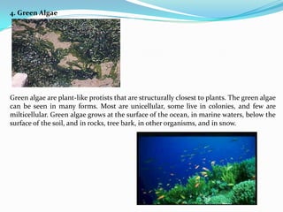 4. Green Algae




Green algae are plant-like protists that are structurally closest to plants. The green algae
can be seen in many forms. Most are unicellular, some live in colonies, and few are
milticellular. Green algae grows at the surface of the ocean, in marine waters, below the
surface of the soil, and in rocks, tree bark, in other organisms, and in snow.
 