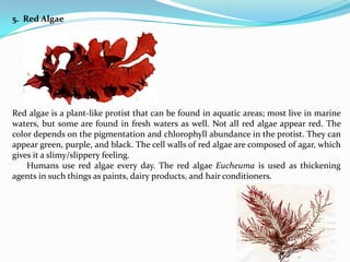 5. Red Algae




Red algae is a plant-like protist that can be found in aquatic areas; most live in marine
waters, but some are found in fresh waters as well. Not all red algae appear red. The
color depends on the pigmentation and chlorophyll abundance in the protist. They can
appear green, purple, and black. The cell walls of red algae are composed of agar, which
gives it a slimy/slippery feeling.
    Humans use red algae every day. The red algae Eucheuma is used as thickening
agents in such things as paints, dairy products, and hair conditioners.
 