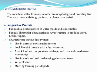 C. THE MEMBER OF PROTIST
  The members differ from one another in morphology and how they live.
  There are those with fungi , animal, or plant characteristic.

1. Fungus-like Protists
 Fungus like protist consist of water molds and slime molds.
 Fungus-like protist characteristics have structure to produce spore,
     heterotrophic.
 Characteristic Fungus-like Protist :
         Live in water or moist environments
         Look like tini threads with a fuzzy covering
         Attack food such as potatoes, cabbage, and corn and can destroy
          whole crops
         Live in moist soil and on decaying plants and trees
         Very colorful
         Move by forming pseudopods
 
