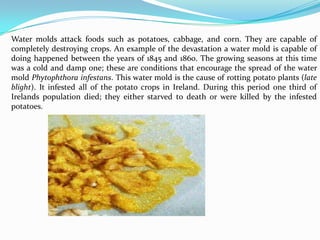Water molds attack foods such as potatoes, cabbage, and corn. They are capable of
completely destroying crops. An example of the devastation a water mold is capable of
doing happened between the years of 1845 and 1860. The growing seasons at this time
was a cold and damp one; these are conditions that encourage the spread of the water
mold Phytophthora infestans. This water mold is the cause of rotting potato plants (late
blight). It infested all of the potato crops in Ireland. During this period one third of
Irelands population died; they either starved to death or were killed by the infested
potatoes.
 