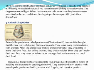 The new communal structure produces a slimy covering and is called a slug because
it so closely resembles the animal you sometimes see gliding across sidewalks. The
slug oozes toward light. When the communal cells sense that they've come across
more food or better conditions, the slug stops. An example : Dictyostellium
discoideum

3. Animal-like protist




Animal-like protists are called protozoans ("first animals") because it is thought
that they are the evolutionary history of animals. They share many common traits
with animals. All of the animal-like protists are heterotrophs; they are unable to
make their own food. But unlike animals, they are unicellular. Since they can’t make
their own food they must be able to move through their environment and catch
their food.

  The animal-like protists are divided into four groups based upon their means of
mobility and manners for catching their food. They are divided into: protists with
pseudopods, protists with cilia, protists with flagella, and parasitic protists.
 