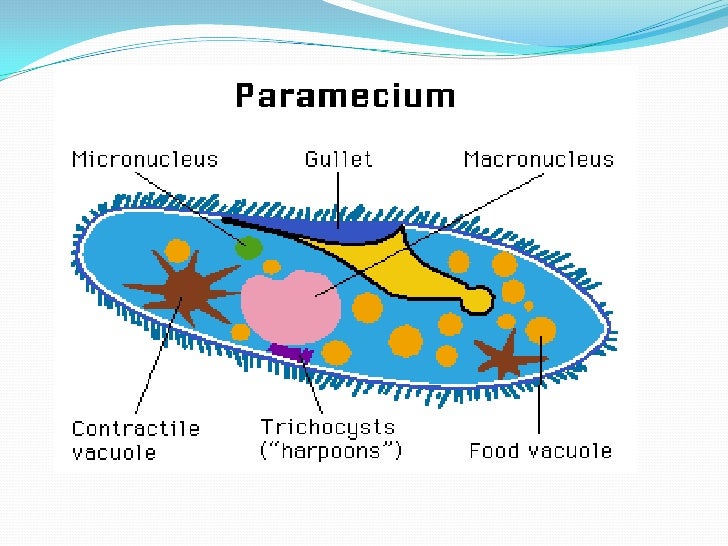 Protists