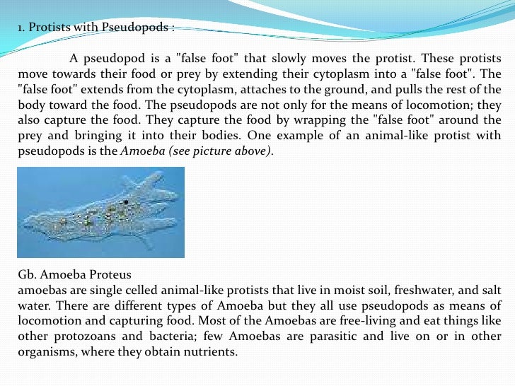 protists how do pseudopods form