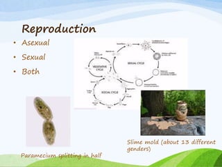 Reproduction
• Asexual
• Sexual
• Both
Paramecium splitting in half
Slime mold (about 13 different
genders)
 