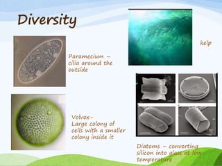 Diversity
•
Paramecium –
cilia around the
outside
Volvox-
Large colony of
cells with a smaller
colony inside it
kelp
Diatoms – converting
silicon into glass at low
temperature
 
