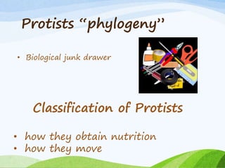 Protists “phylogeny”
• Biological junk drawer
Classification of Protists
• how they obtain nutrition
• how they move
 
