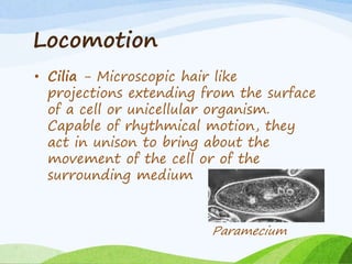 Locomotion
• Cilia - Microscopic hair like
projections extending from the surface
of a cell or unicellular organism.
Capable of rhythmical motion, they
act in unison to bring about the
movement of the cell or of the
surrounding medium
Paramecium
 