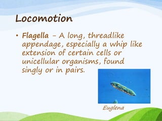 • Flagella - A long, threadlike
appendage, especially a whip like
extension of certain cells or
unicellular organisms, found
singly or in pairs.
Euglena
Locomotion
 