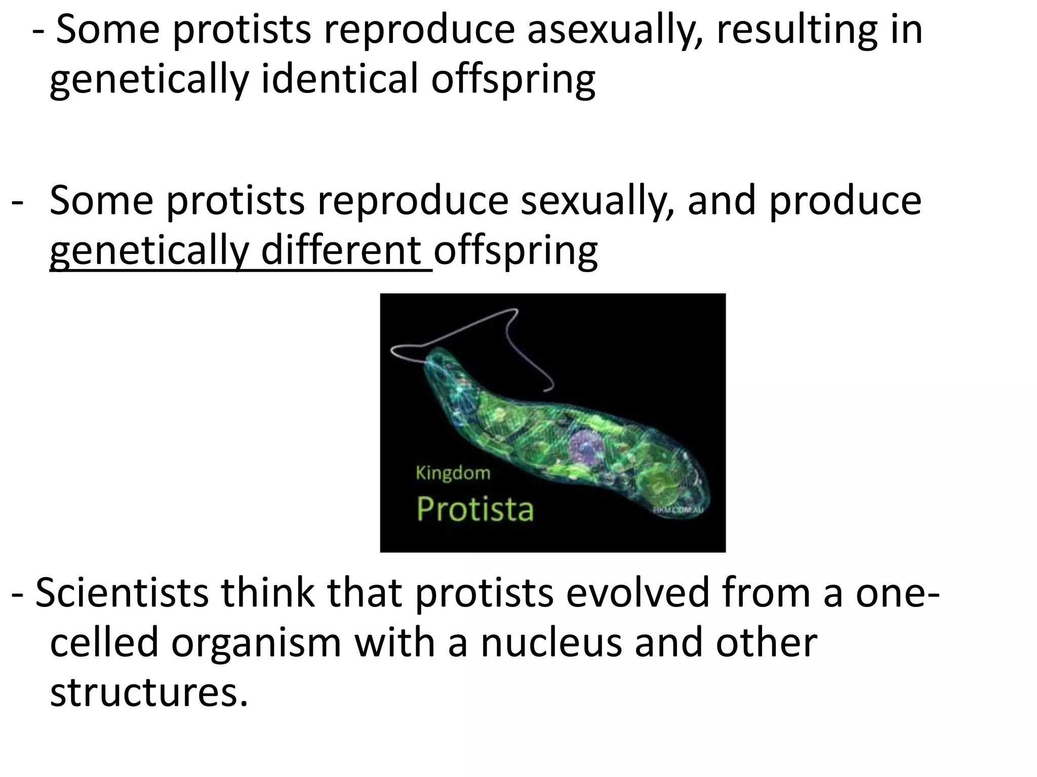 Protists science grade 7 | PPTX