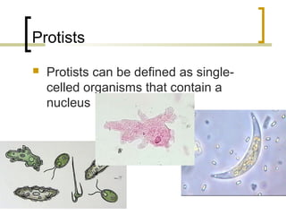Protists Skeleton Protists | PPT