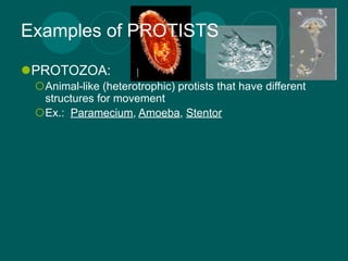 Examples of PROTISTS

PROTOZOA:
 Animal-like (heterotrophic) protists that have different
  structures for movement
 Ex.: Paramecium, Amoeba, Stentor
 
