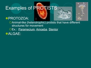 Examples of PROTISTS

PROTOZOA:
 Animal-like (heterotrophic) protists that have different
  structures for movement
 Ex.: Paramecium, Amoeba, Stentor
ALGAE:
 