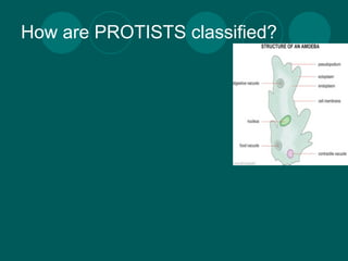 How are PROTISTS classified?
 