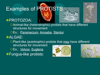 Examples of PROTISTS

PROTOZOA:
  Animal-like (heterotrophic) protists that have different
   structures for movement
  Ex.: Paramecium, Amoeba, Stentor
ALGAE:
  Plant-like (autotrophic) protists that may have different
   structures for movement
  Ex.: Volvox, Euglena
Fungus-like protists:
 